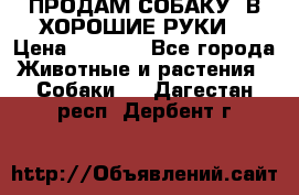 ПРОДАМ СОБАКУ  В ХОРОШИЕ РУКИ  › Цена ­ 4 000 - Все города Животные и растения » Собаки   . Дагестан респ.,Дербент г.